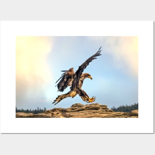 Juvenile Bald Eagle practicing its landing skills. Posters and Art